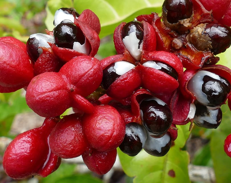 Guarana Seed